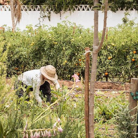 The Green House Alentejo Vila Nova da Baronia Exterior photo